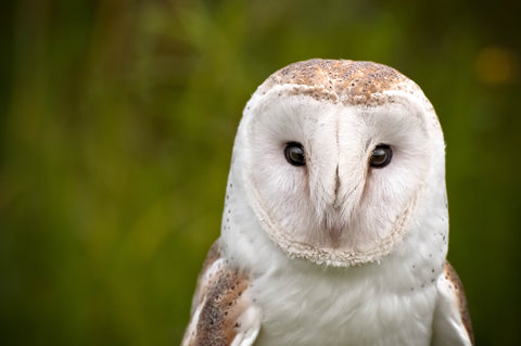 A Barn Owl outside in the daytime