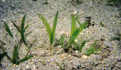 Live halophila stipulacea growing on a sandbed in the ocean