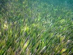 live turtlegrass forest in the ocean, grass blade tips as far as the eye can see