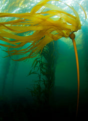 Live bull kelp flowing in an ocean current