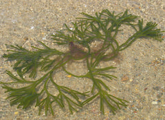 Live green sea fingers on a sandy seabed