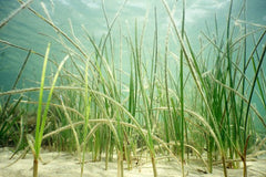 Live shoal grass on a sandbed in the ocean