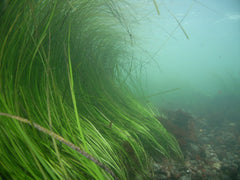 Live eelgrass curling in the ocean current