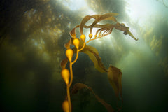 Live giant sea kelp terminal blade closeup in the ocean