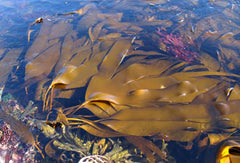 Live oarweed floating on the ocean surface