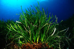 Live colony of neptune grass in the brilliant blue ocean