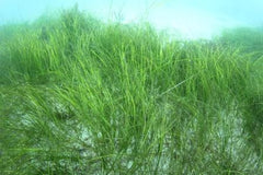Live surfgrass colony on a shallow sand bed in the ocean