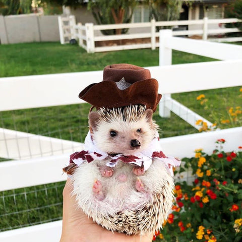 hedgehogs in costumes