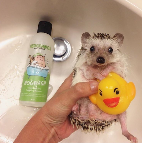 Thank you friends! Here's 15 hedgehogs taking baths to make you totally lose your cool!