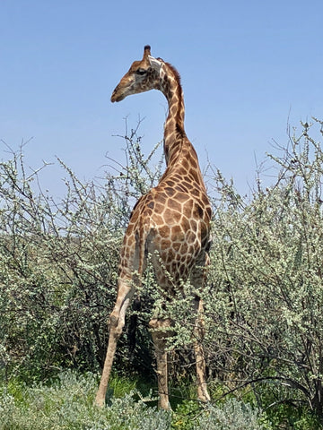 haute-victoire-namibia-giraffe