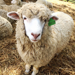 sheep used for wool