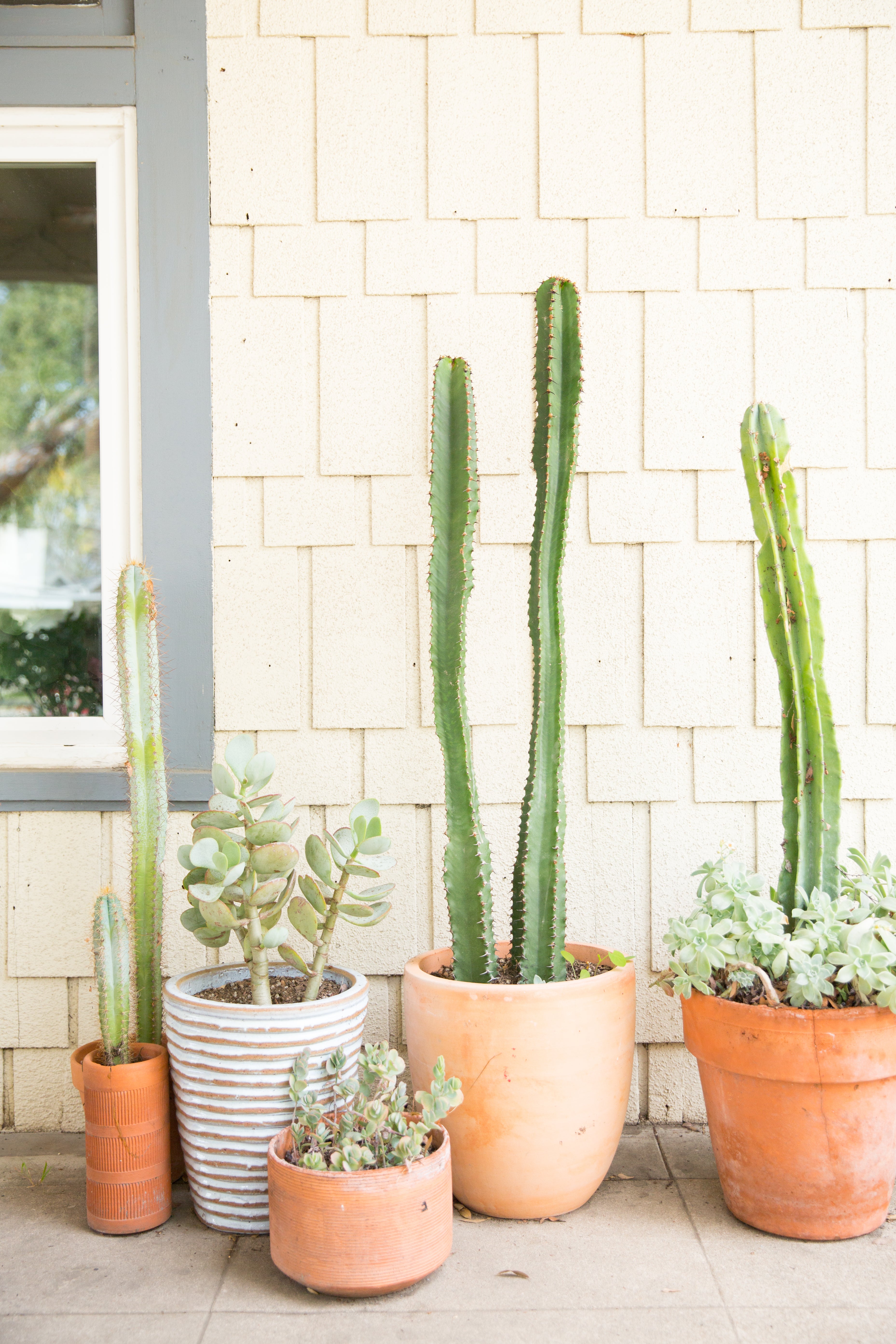 Potted cacti in front of wall 