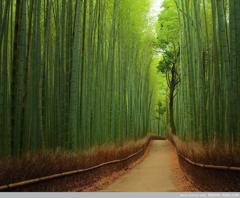 Bamboo Forest