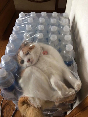 fat cat gets stuck -MissMeowni.com