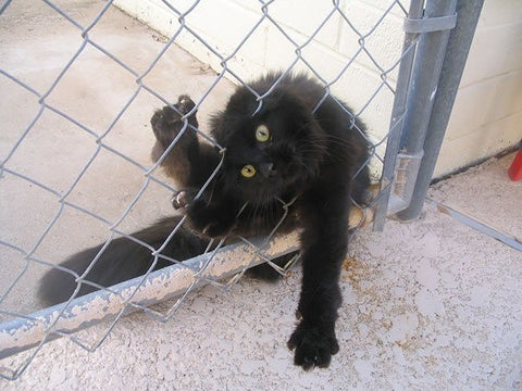 cat thinks it's small -MissMeowni.com