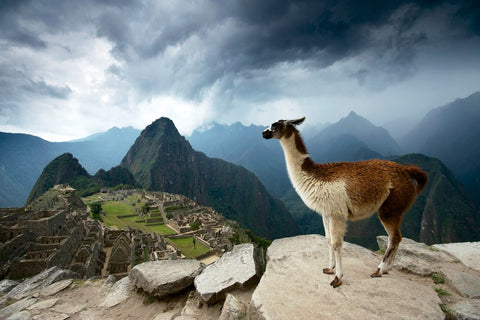 Explore Peru and its many wonders such as Machu Picchu, wonder of the world