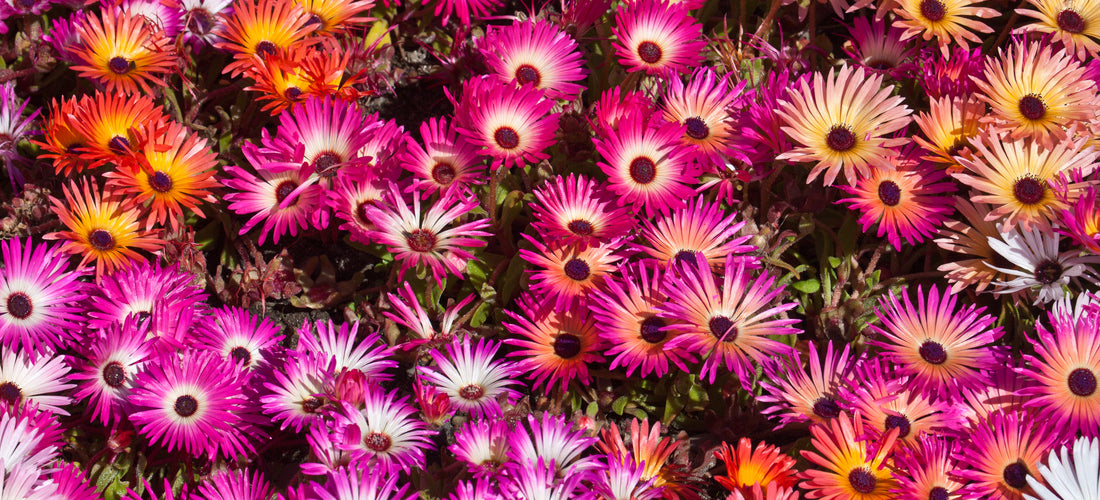 fleurit près de nuit & rouvrir jour coloré LIVINGSTON Daisy/ICE PLANT Mix