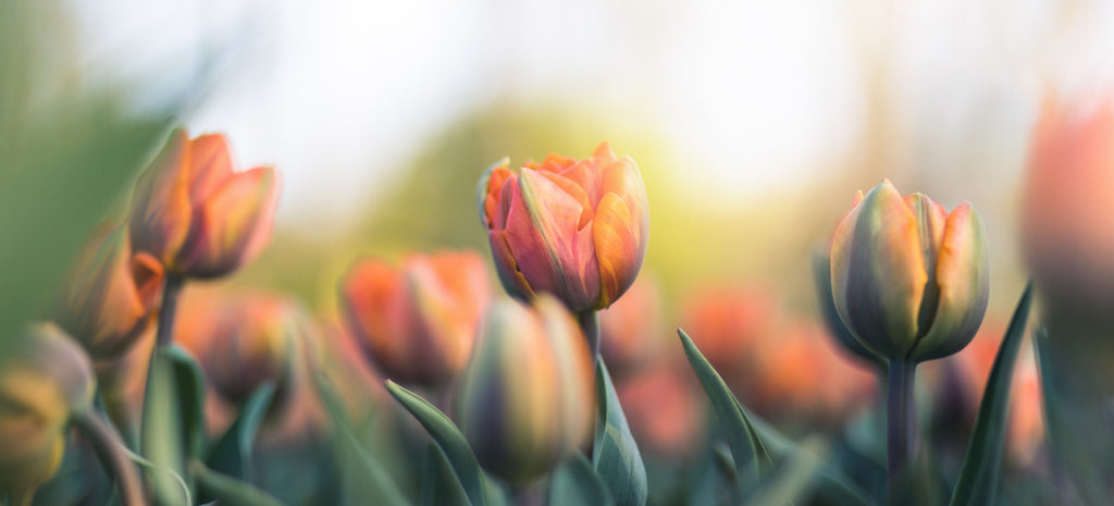 orange tulips in bloom