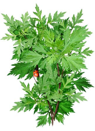 Mugwort: Commonly used as a uterine stimulant that can both bring on delayed menstruation and aid in the support of a regular menstrual cycle.
