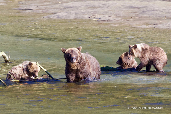 Summer Cannell Mama and Three Cubs