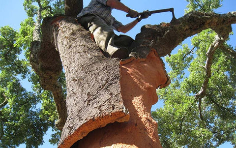 Cork Harvesting in Portugal | HowCork Blog