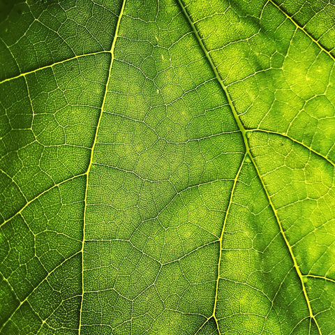 Teak Leaves: Types of Plant-Based Leathers | HowCork Blog