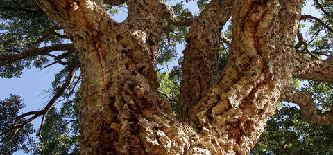 The Cork Oak, found in Portugal and throughout the Mediterranean ! HowCork - The Cork Marketplace