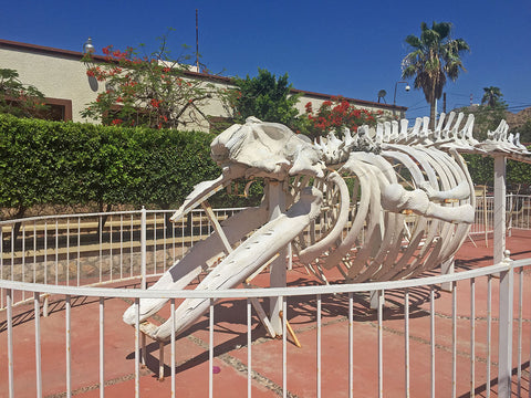 Museum of Natural History Cabo