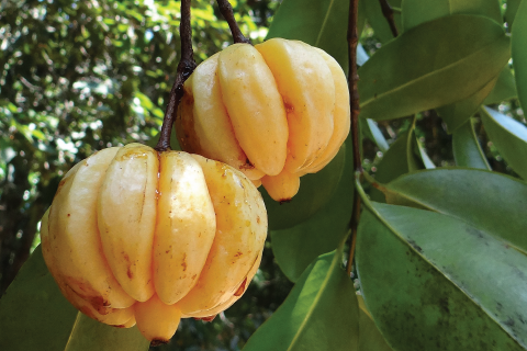 Garcinia Cambogia Extract Appetite Suppression