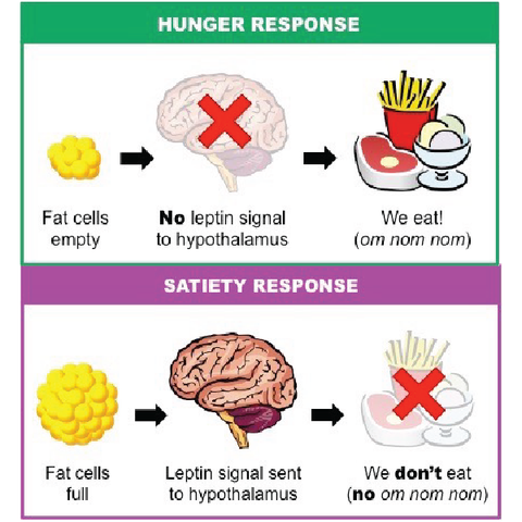 Leptin hunger satiety