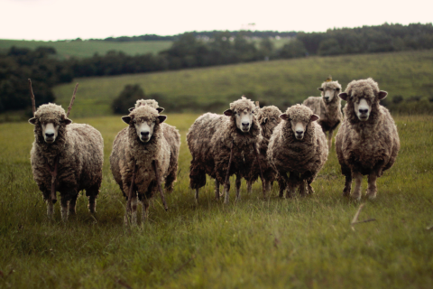 Better sleep by counting sheep