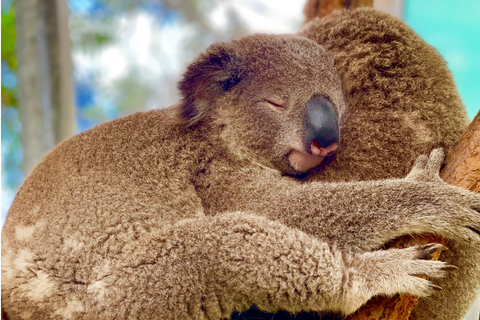 Koalas sleep 18 to 22 hours per day