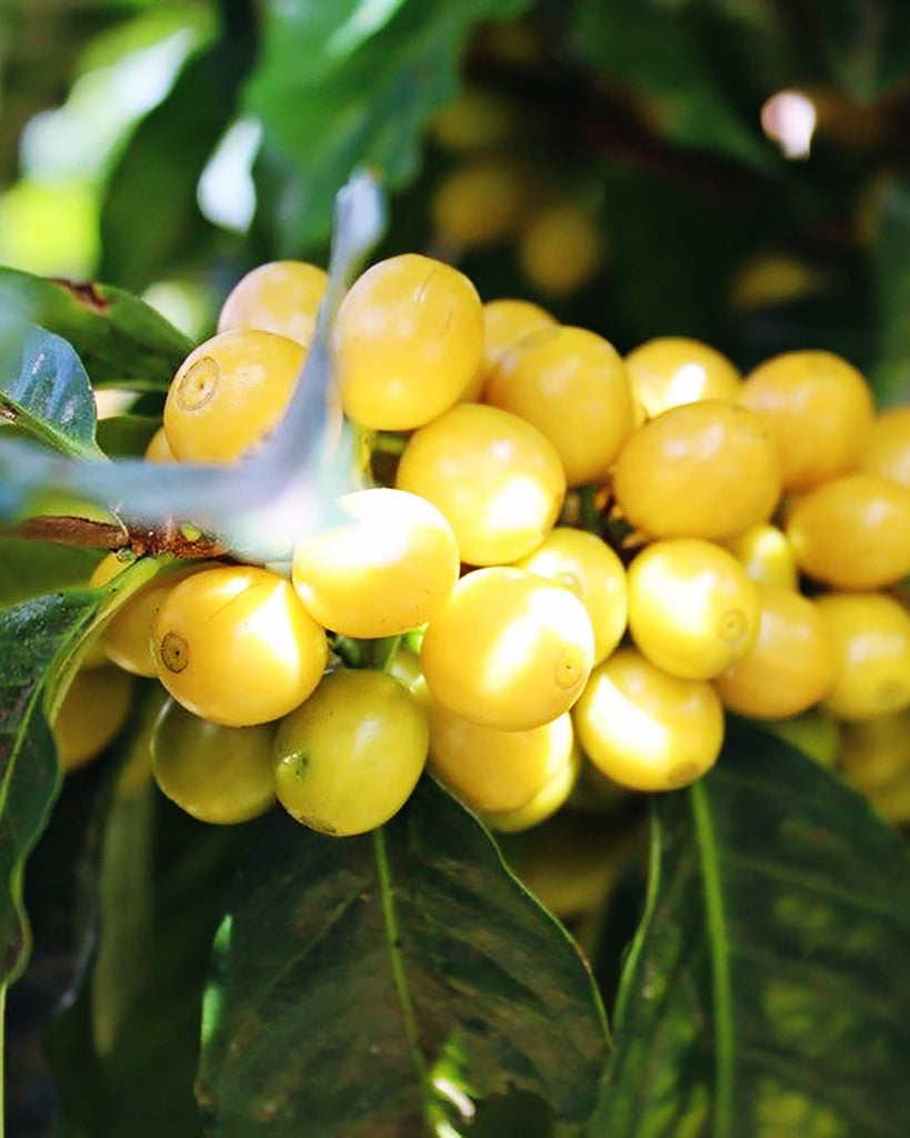 ElSalvador_55_Cherries