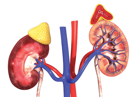 adrenal glands