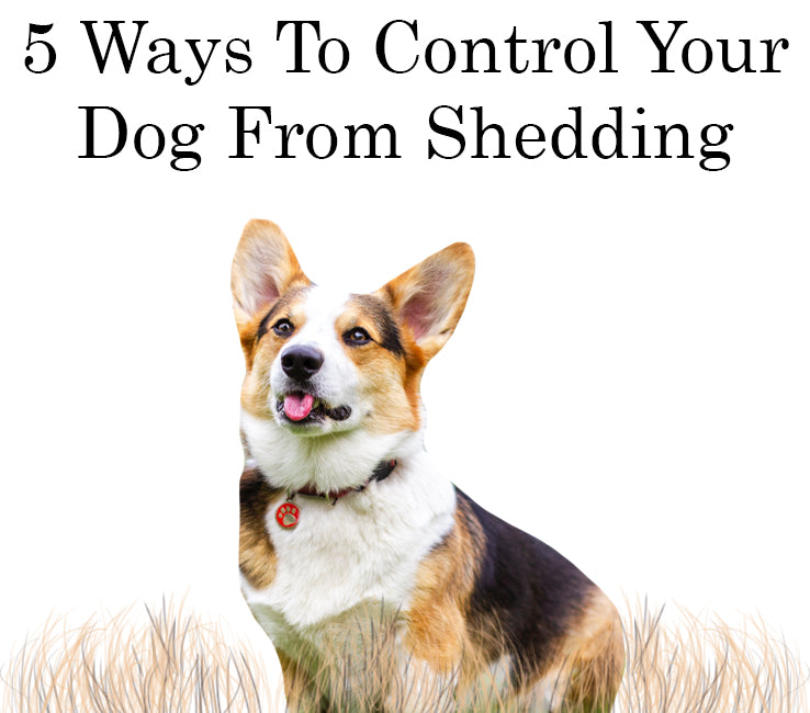 what do you do when your dog sheds a lot