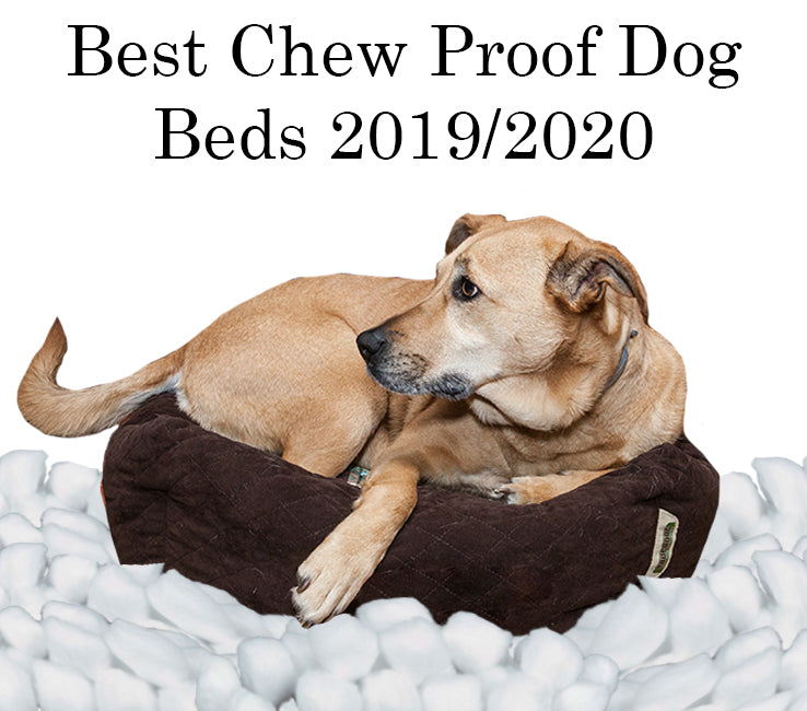 why do dogs chew on their beds