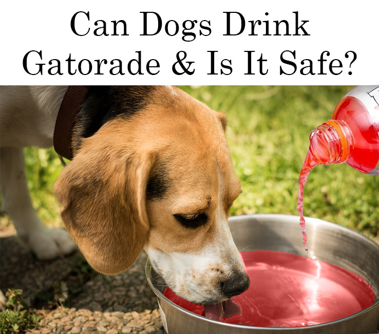 Can Dogs Drink Gatorade \u0026 Is It Safe?