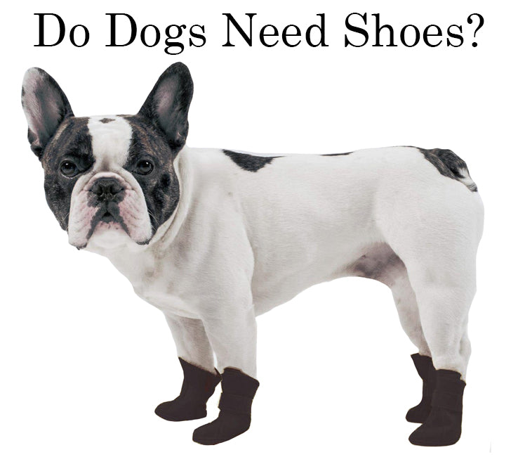 dog shoes for bulldogs