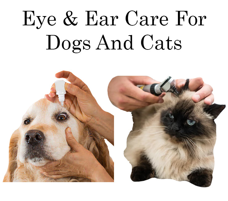 are dogs eyes as good as cats