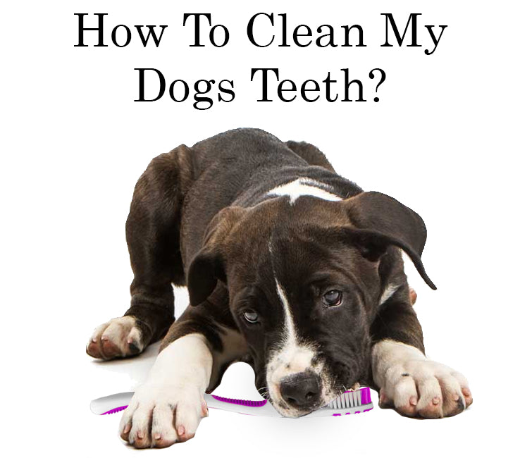 how do i clean my dogs teeth