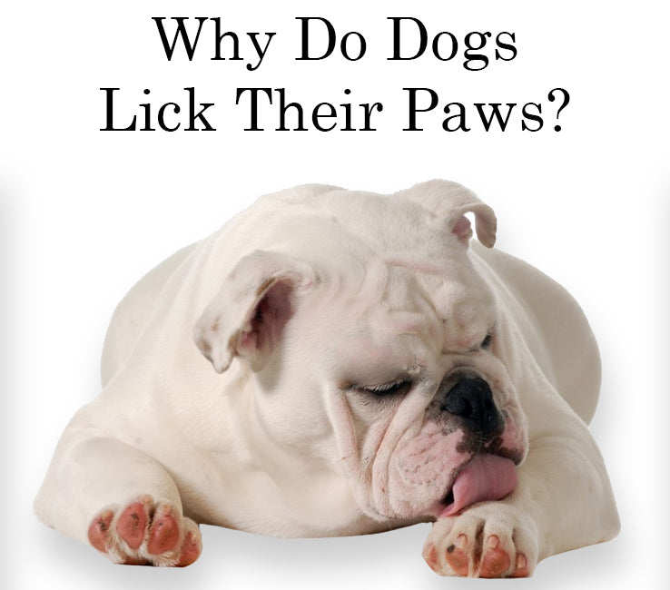 why do dogs lick and bite their paws