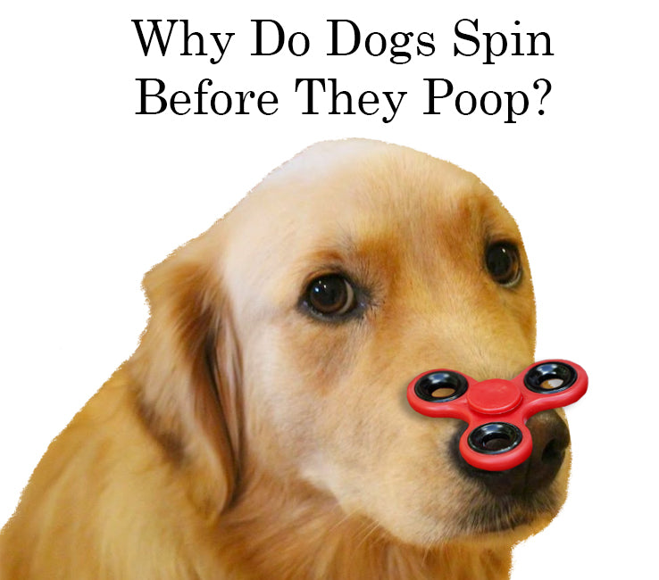 do all dogs line up with magnetic field to poop