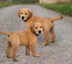 Two Identical Golden Retrievers On Dirt Path 