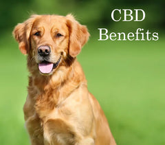 Benefits Of CBD for Dog