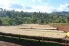 Halo Beriti | Yirgacheffe, Ethiopia