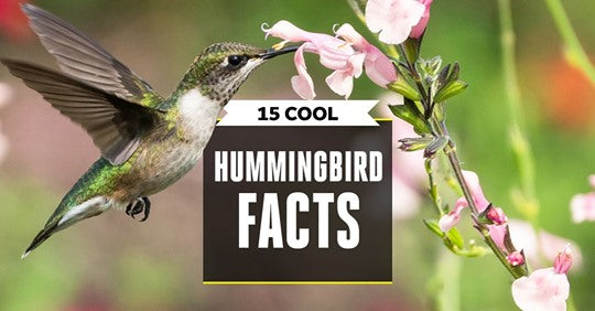 15-ways-hummingbirds-are-even-weirder-than-you-think