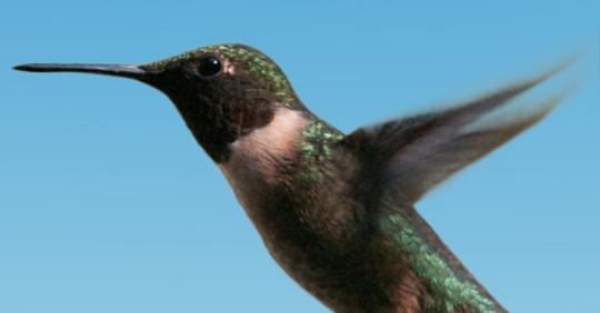 incredible & amazing facts about hummingbirds
