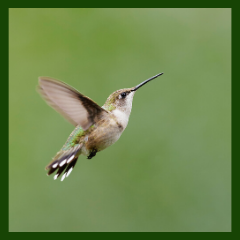 wing beats of hummingbirds