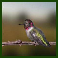hummingbird at rest