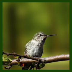 hummingbird resting